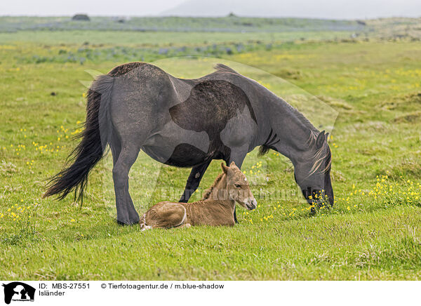 Islnder / Icelandic horses / MBS-27551