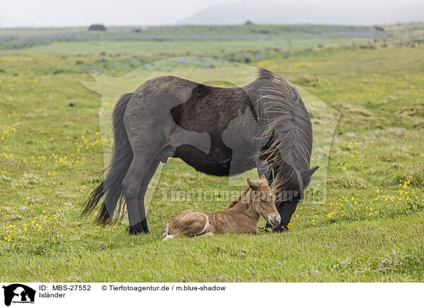 Islnder / Icelandic horses / MBS-27552