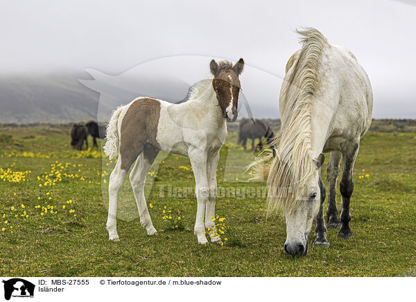 Islnder / Icelandic horses / MBS-27555