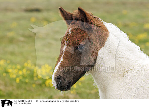 Islnder Fohlen / Icelandic horse foal / MBS-27560