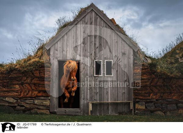Islnder / Icelandic horse / JQ-01789