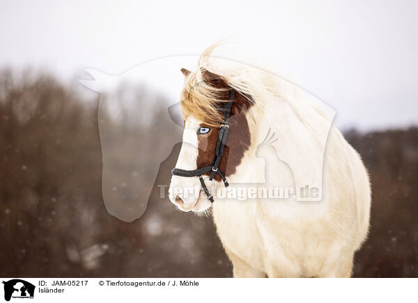 Islnder / Icelandic horse / JAM-05217