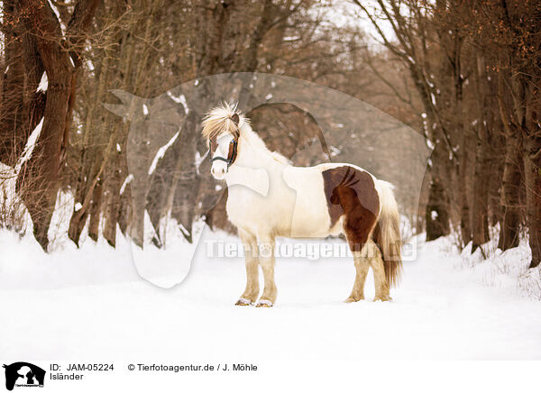 Islnder / Icelandic horse / JAM-05224