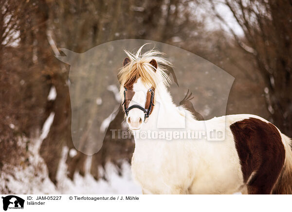 Islnder / Icelandic horse / JAM-05227