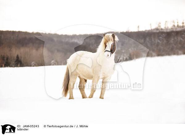Islnder / Icelandic horse / JAM-05243