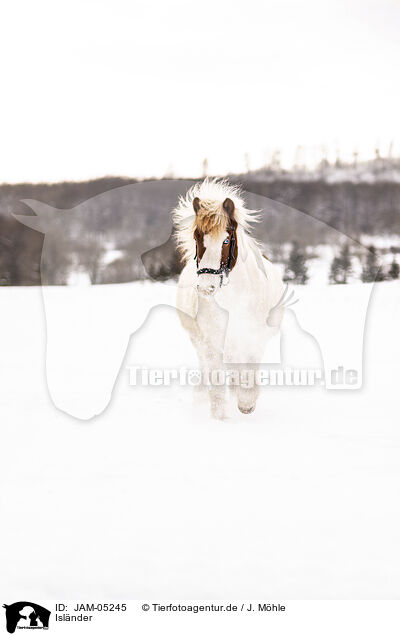 Islnder / Icelandic horse / JAM-05245