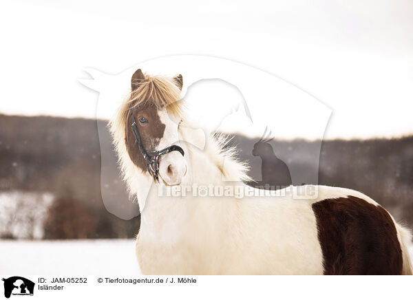 Islnder / Icelandic horse / JAM-05252