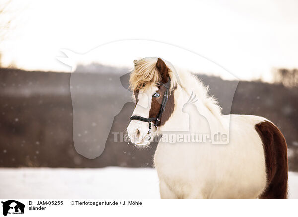 Islnder / Icelandic horse / JAM-05255