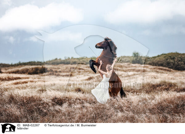 Islnder / Icelandic horse / MAB-02287