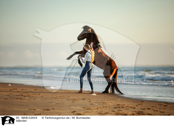 Islnder / Icelandic horse / MAB-02604