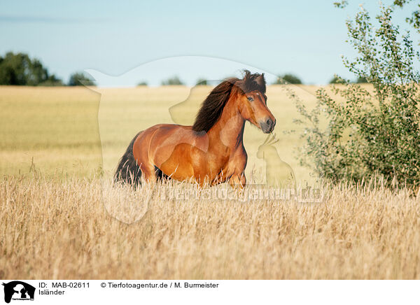 Islnder / Icelandic horse / MAB-02611