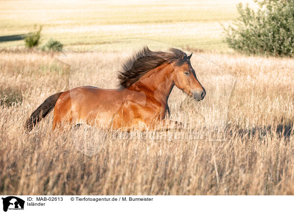 Islnder / Icelandic horse / MAB-02613