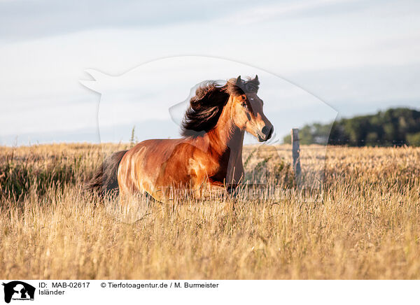 Islnder / Icelandic horse / MAB-02617