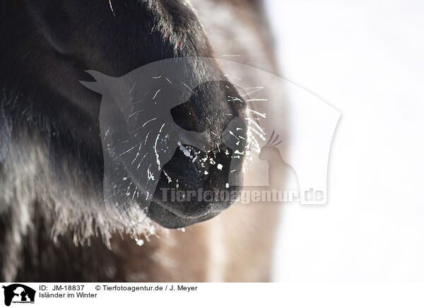 Islnder im Winter / icelandic horse in winter / JM-18837