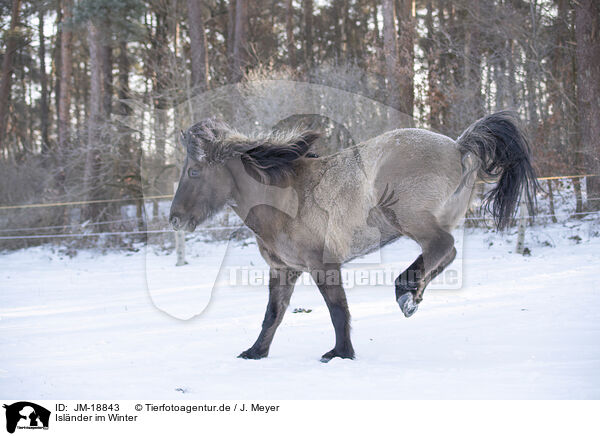 Islnder im Winter / icelandic horse in winter / JM-18843