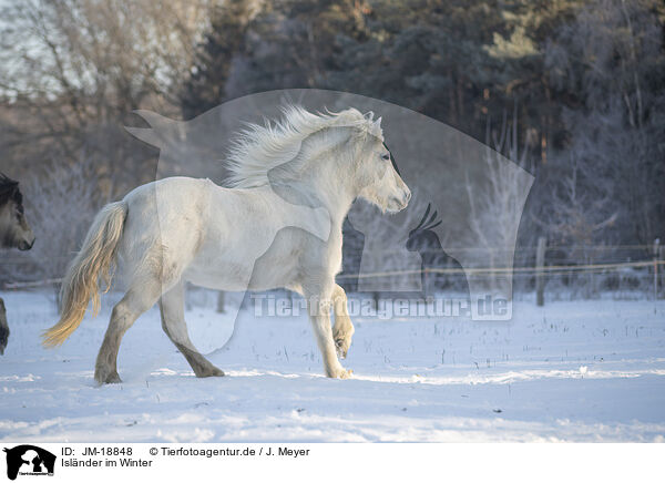 Islnder im Winter / icelandic horse in winter / JM-18848