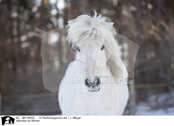 Islnder im Winter / icelandic horse in winter / JM-18853