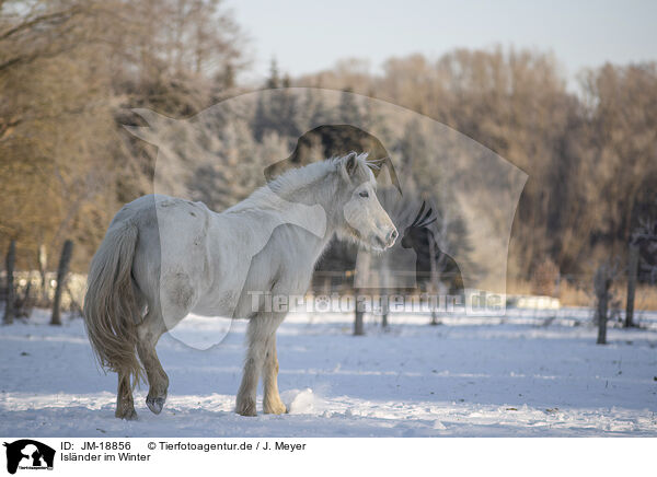 Islnder im Winter / icelandic horse in winter / JM-18856