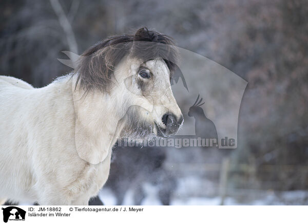 Islnder im Winter / icelandic horse in winter / JM-18862