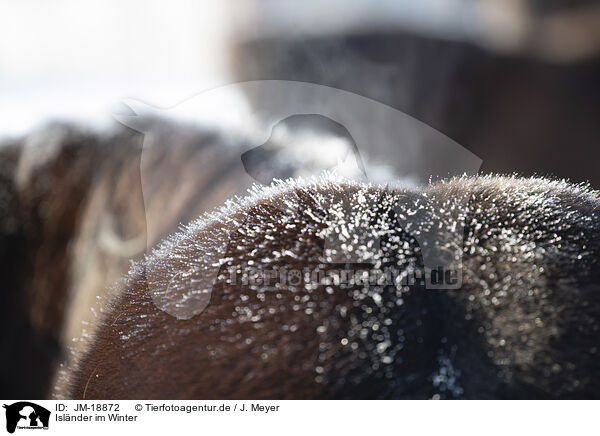 Islnder im Winter / icelandic horse in winter / JM-18872