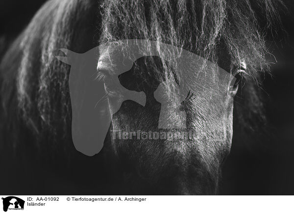 Islnder / Icelandic horse / AA-01092