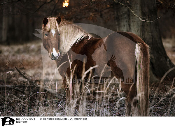 Islnder / Icelandic horse / AA-01094