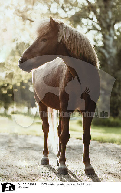 Islnder / Icelandic horse / AA-01098