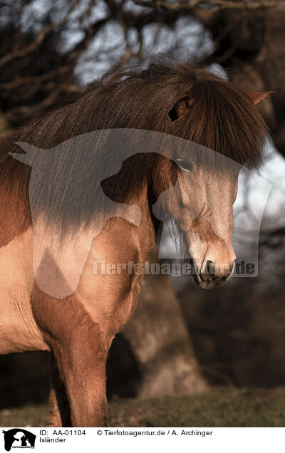 Islnder / Icelandic horse / AA-01104