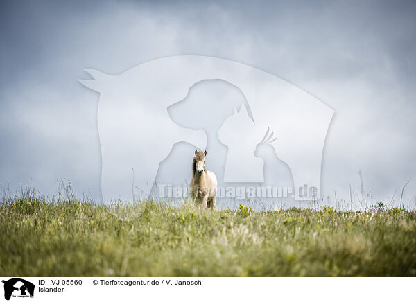 Islnder / Icelandic Pony / VJ-05560