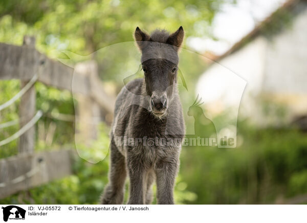 Islnder / Icelandic Pony / VJ-05572