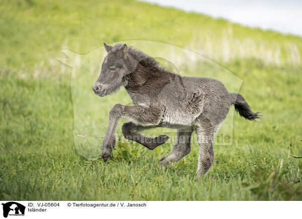 Islnder / Icelandic Pony / VJ-05604