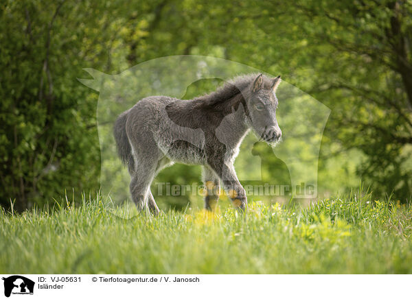 Islnder / VJ-05631