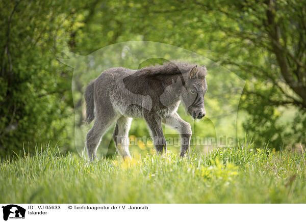 Islnder / Icelandic Pony / VJ-05633