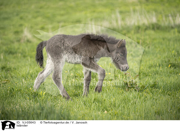 Islnder / Icelandic Pony / VJ-05643