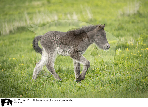 Islnder / Icelandic Pony / VJ-05644