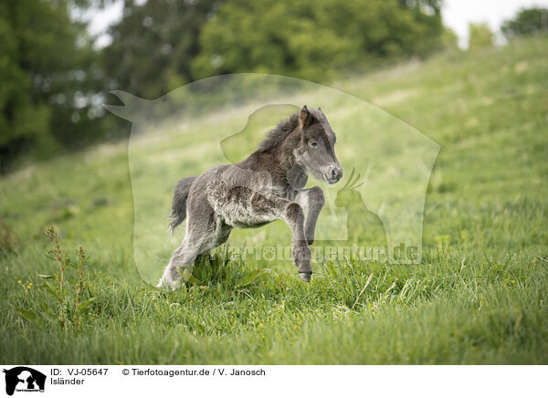 Islnder / Icelandic Pony / VJ-05647
