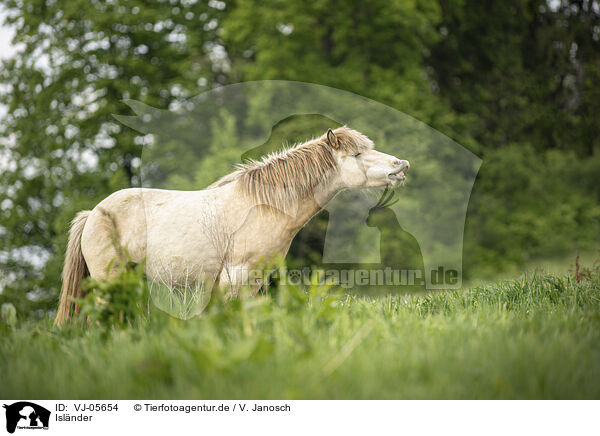 Islnder / Icelandic Pony / VJ-05654
