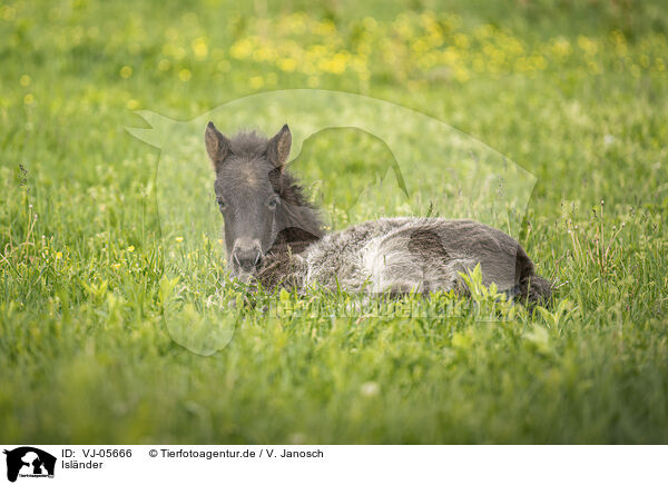 Islnder / Icelandic Pony / VJ-05666
