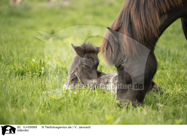 Islnder / Icelandic Pony / VJ-05669
