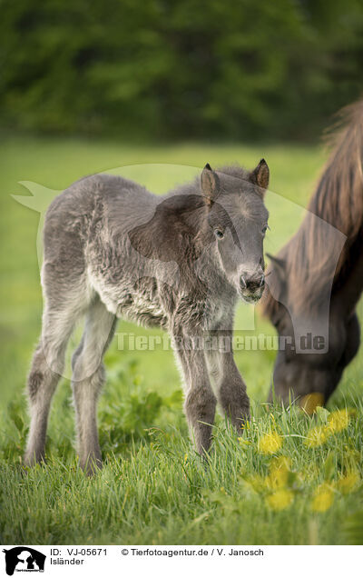 Islnder / Icelandic Pony / VJ-05671