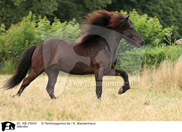 Islnder / Icelandic Horse / KB-15043