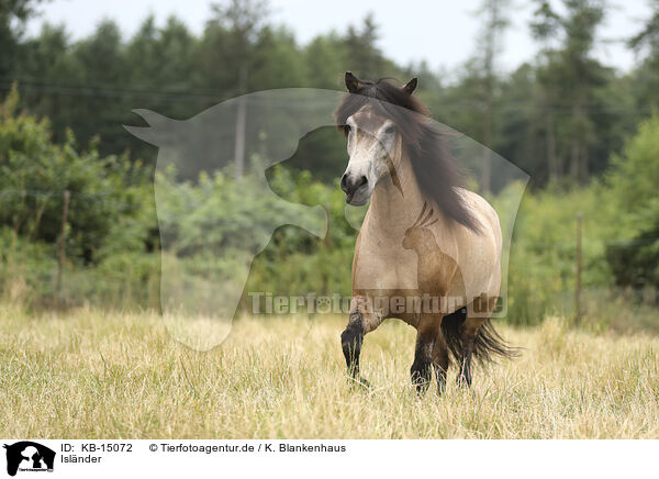 Islnder / Icelandic Horse / KB-15072
