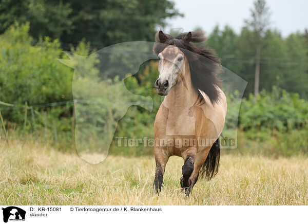 Islnder / Icelandic Horse / KB-15081