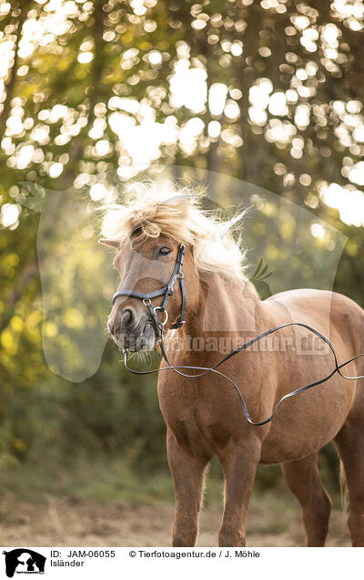 Islnder / Icelandic Horse / JAM-06055