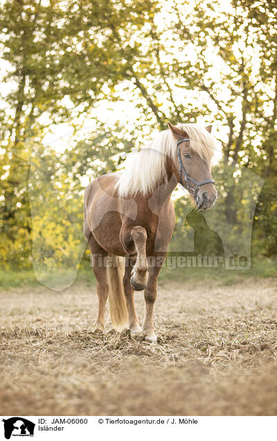 Islnder / Icelandic Horse / JAM-06060