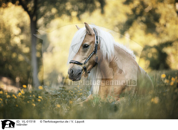 Islnder / Icelandic horse / VL-01518
