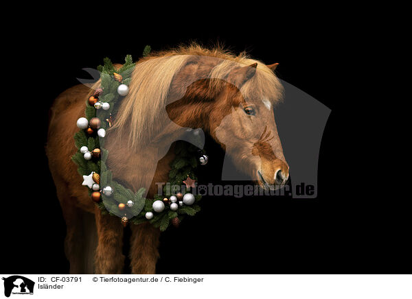 Isl�nder / Icelandic horse / CF-03791