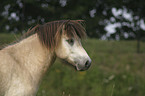 Islandpony Portrait