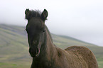 Islandpony Portrait