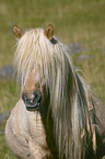 Islandpony Portrait